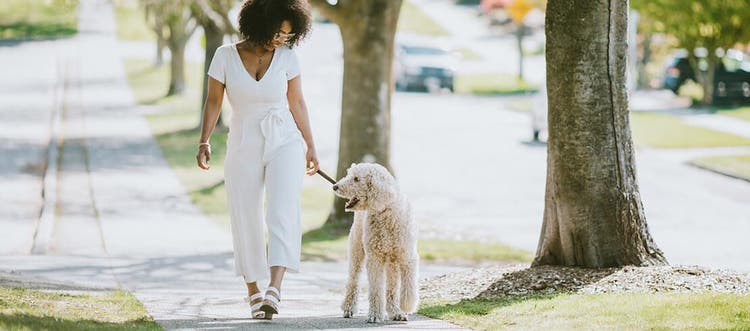 Woman walking a dog on the neighbourhood sidewalk