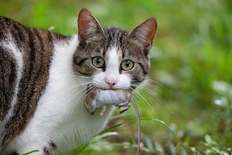 An image of a cat hunting. Cats can increase their risk of being infected by gastrointestinal worms when hunting. 