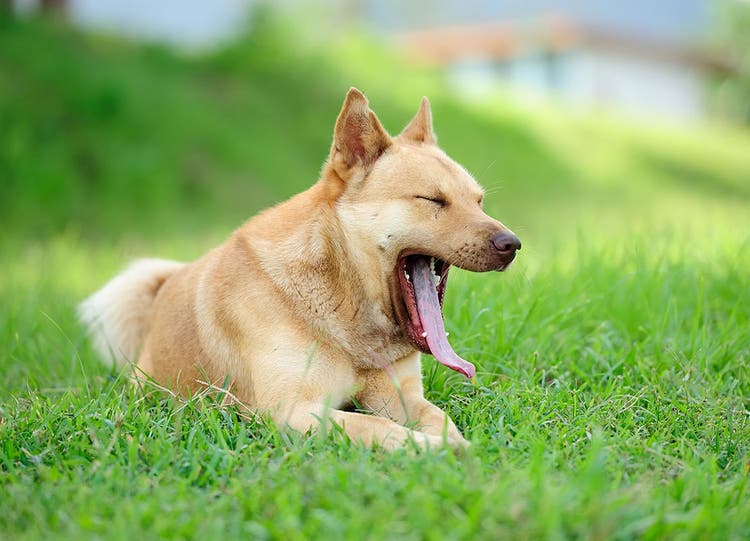 Photo d’un chien bâillant dans l’herbe