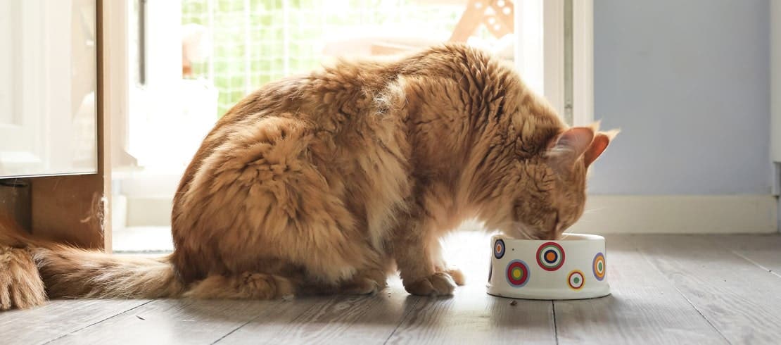 An orange Maine Coon bending down to eat food from bowl in kitchen.