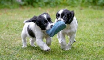 Puppies playing on the grass