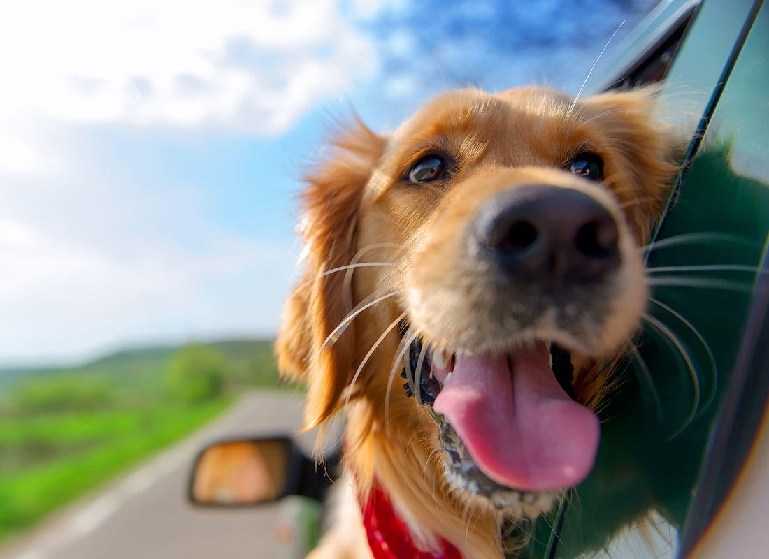 cane che viaggia in macchina