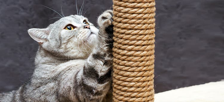 Fyra sätt att få din katta att sluta klösa inomhus