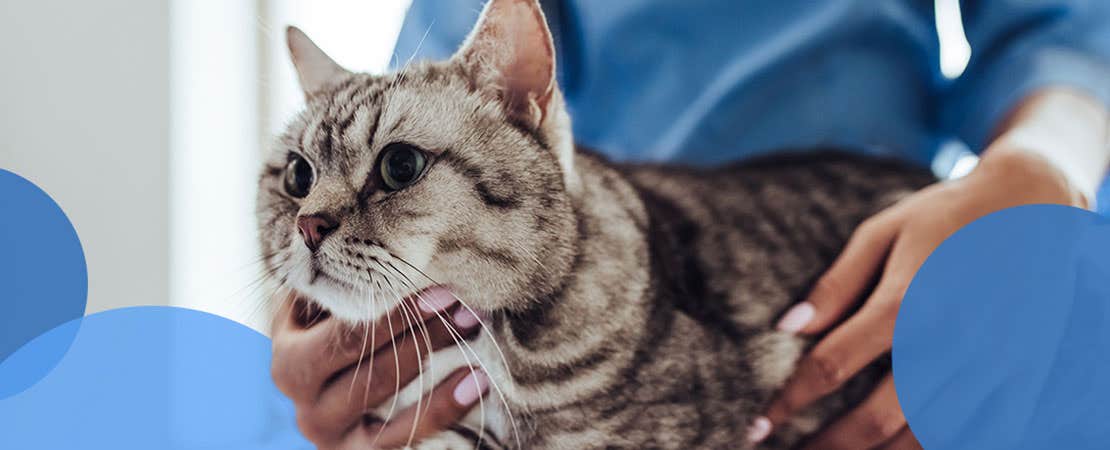 Vet examines a tabby cat on table