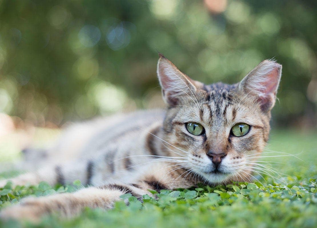Katze hinlegen am Gras