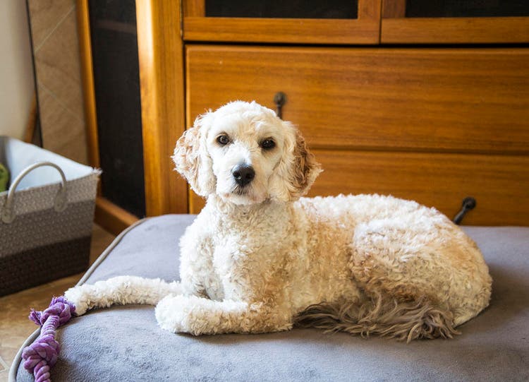 dog on the sofa