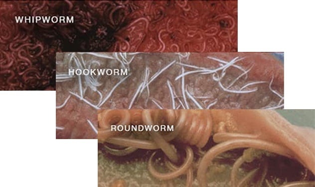 Images of whipworm, hookworm and roundworm.  