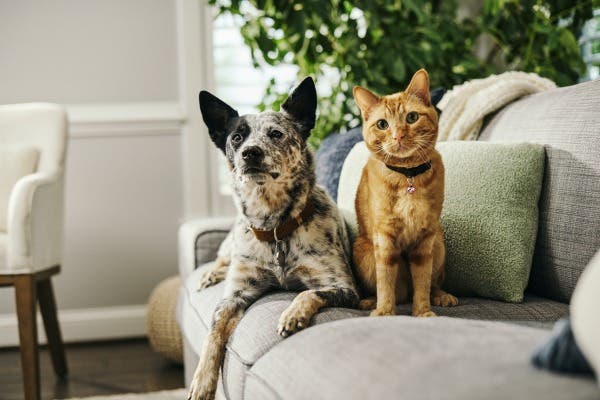 Dog and cat sitting together