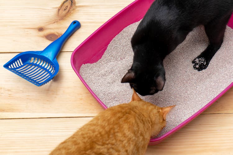 Katten snuffelen in een kattenbak 