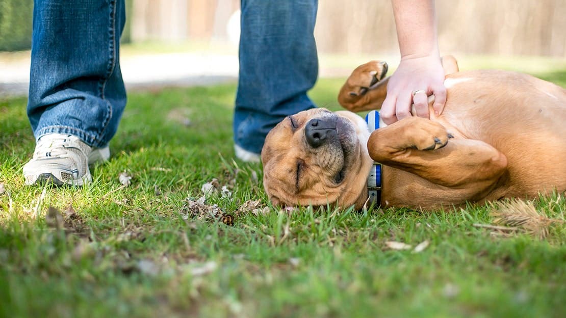 A brown dog lying on its back in the grass getting belly rubs by its owner.