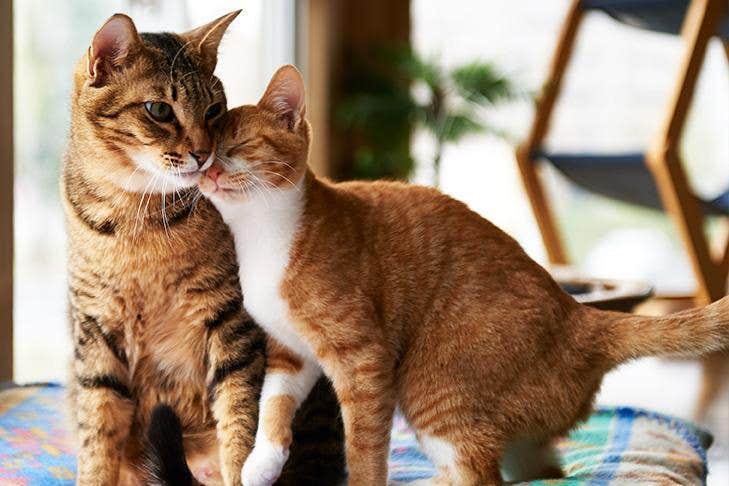  Кошка и котенок вместе дома