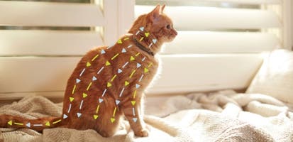Diagram showing how Seresto® for cats works through its release technology on an Orange Tabby.