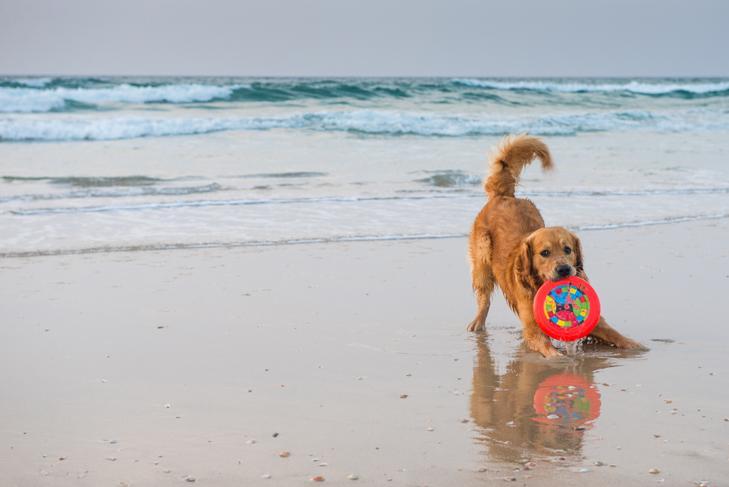 Zdjęcie psa na brzegu morza, pokazujące, że leiszmanioza u psa jest chorobą występującą powszechnie w basenie Morza Śródziemnego, w tym w Hiszpanii, Portugalii, południowej Francji, Włoszech i Grecji.