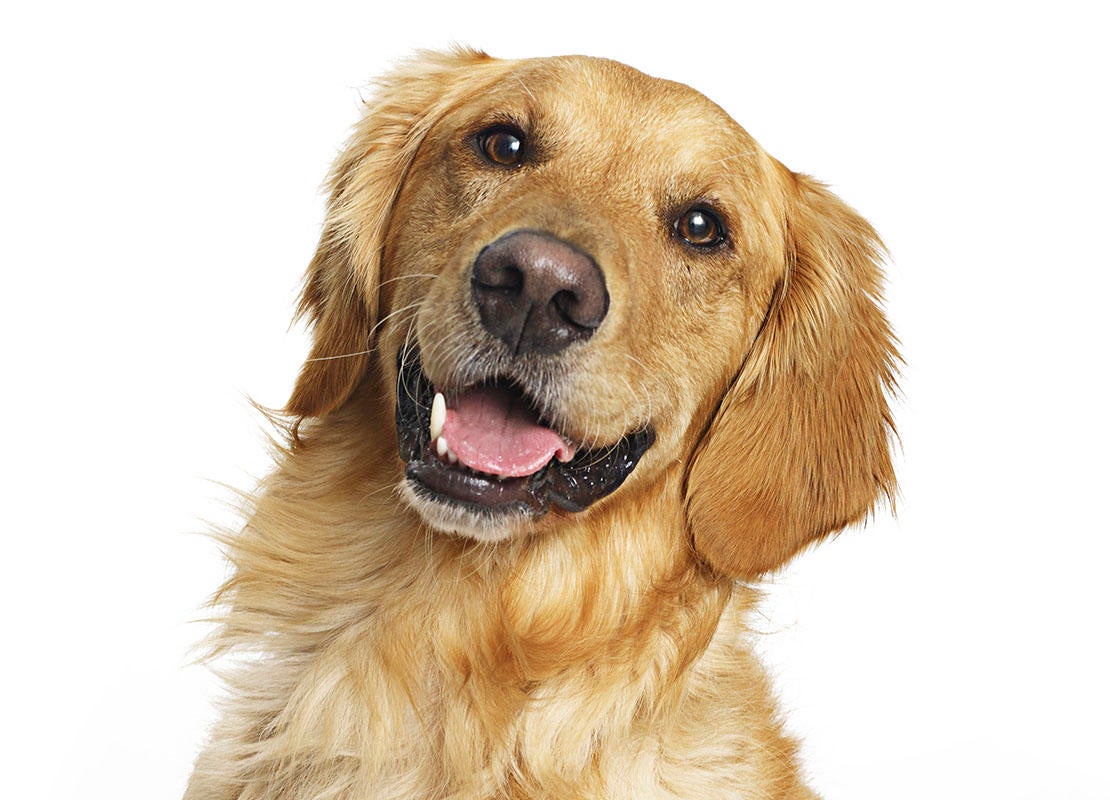 Cachorro Golden Retriever sorrindo feliz para a câmera