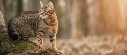 Chat à l’extérieur se promenant dans le voisinage