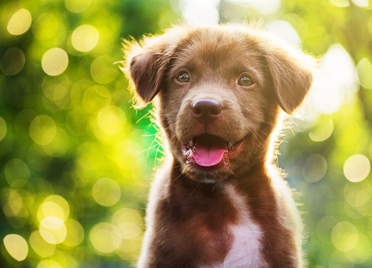 Porträt eines kleinen süßen braunen Labrador Retriever Welpen