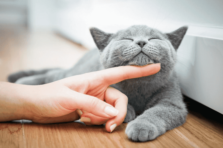 feline-cat-finger