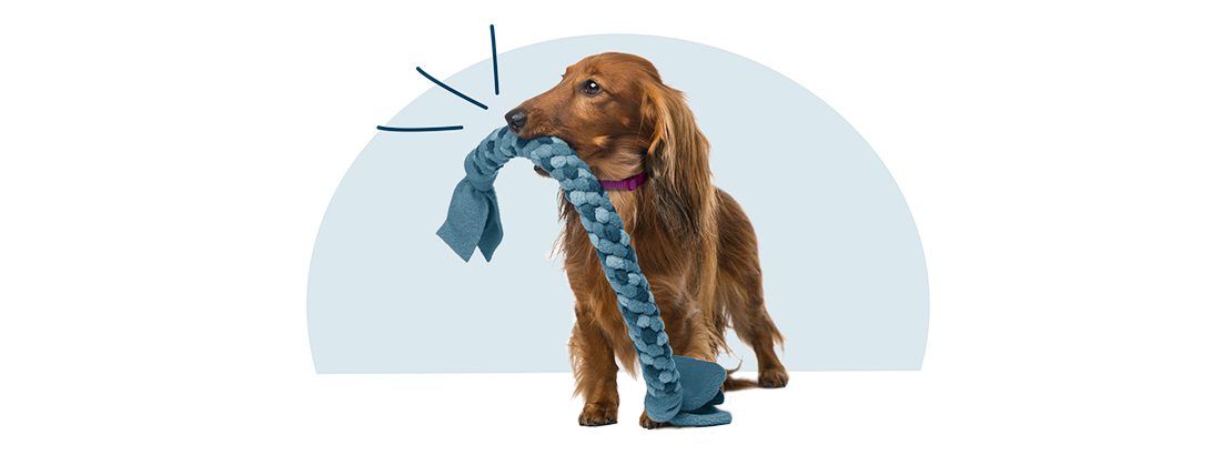 A long-haired dachshund holding a rope toy in its mouth.