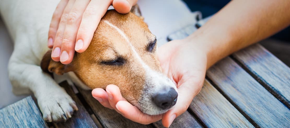 A lethargic beagle resting its head in its owner’s hands.