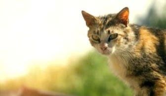 Feral cat image