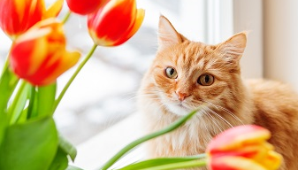 chat avec fleurs