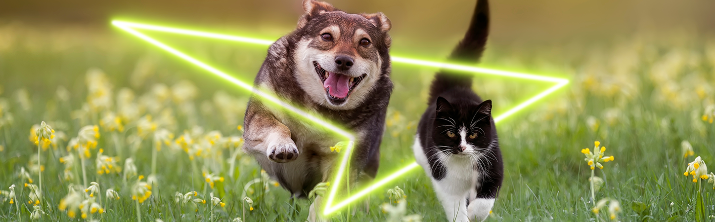 Cachorro e gato no mato com simbolo Credeliza