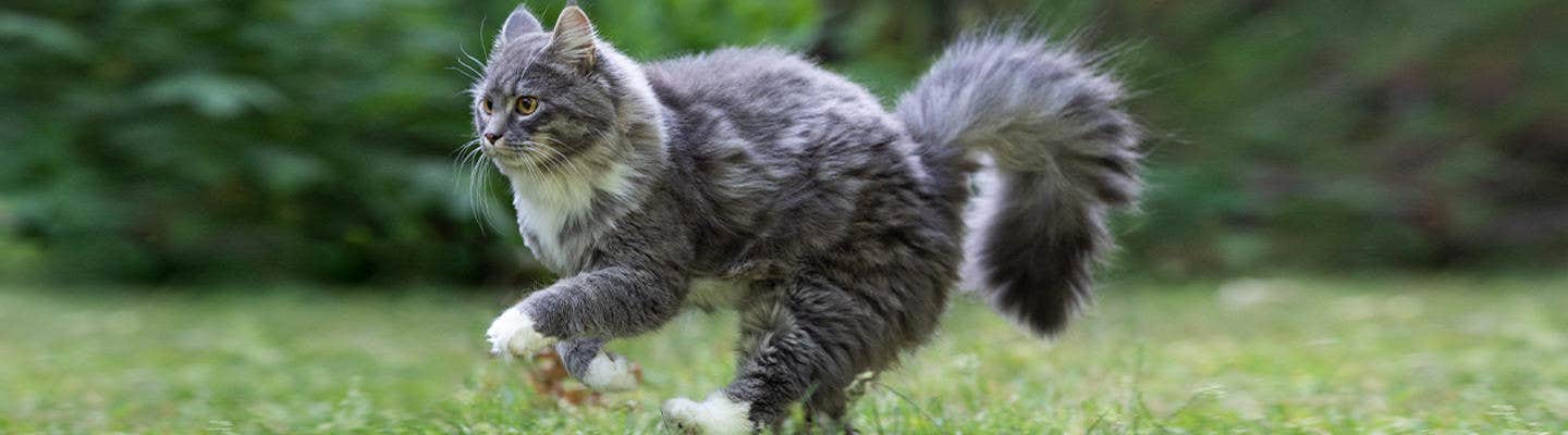 Norsk skogkatt springer i gräs
