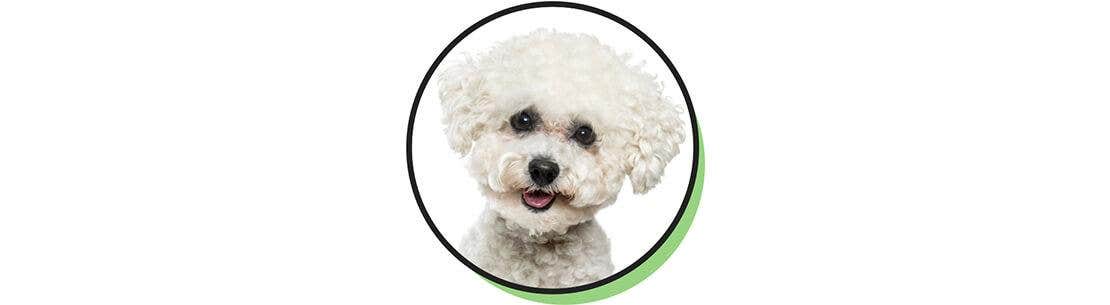 Bichon Frise dog