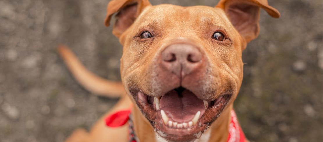 A smiling pit bull wearing a red bandana.