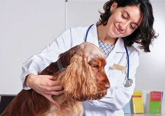 A calm dog and her smiling vet
