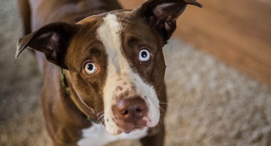 Brown dog with blue eyes looking up at its owner in discomfort due to constipation. 