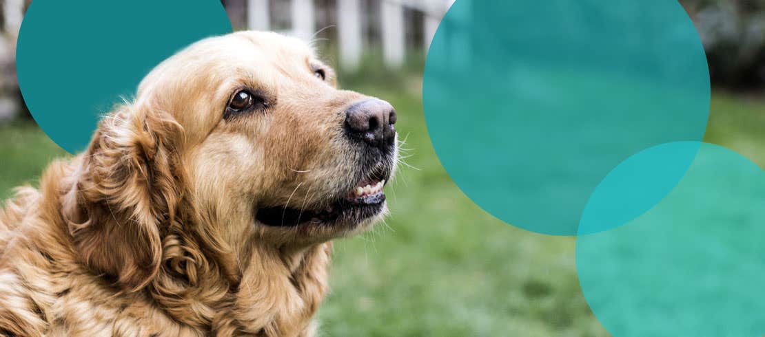 A happy, senior golden retriever sitting in the backyard.