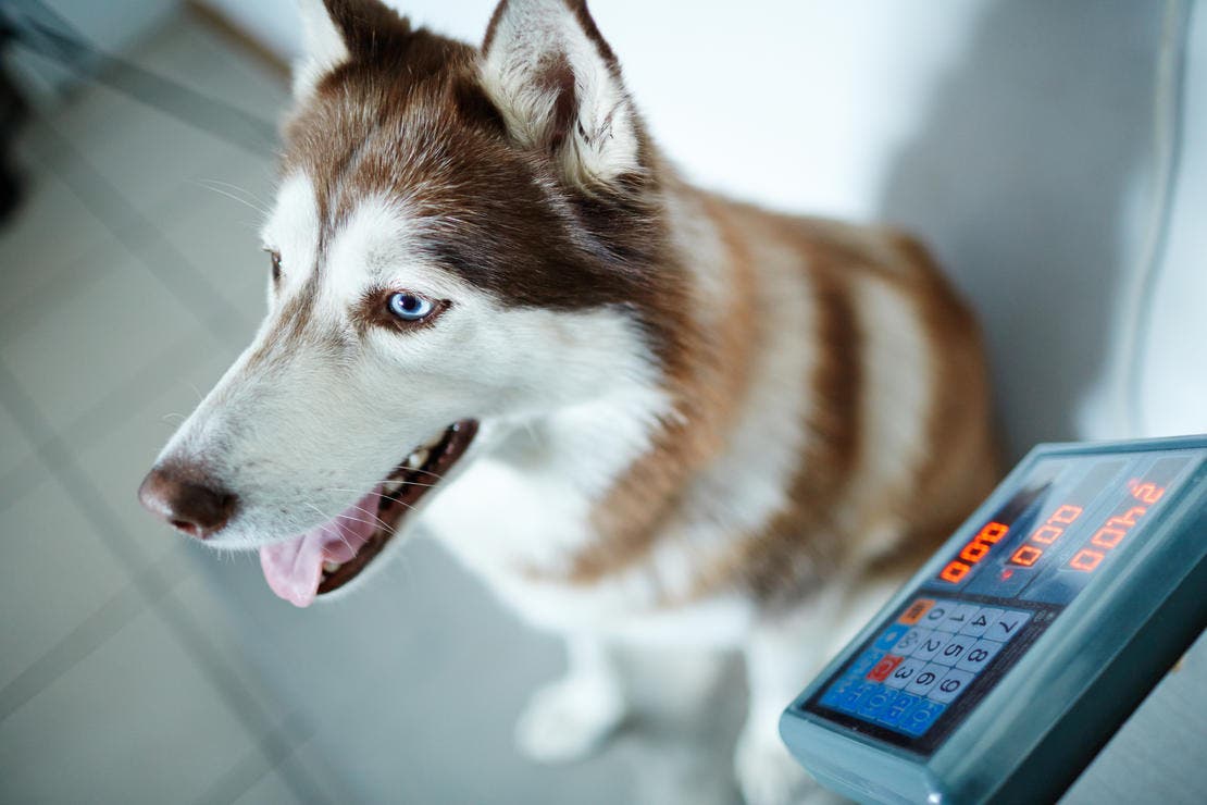 Dog on weighing scales