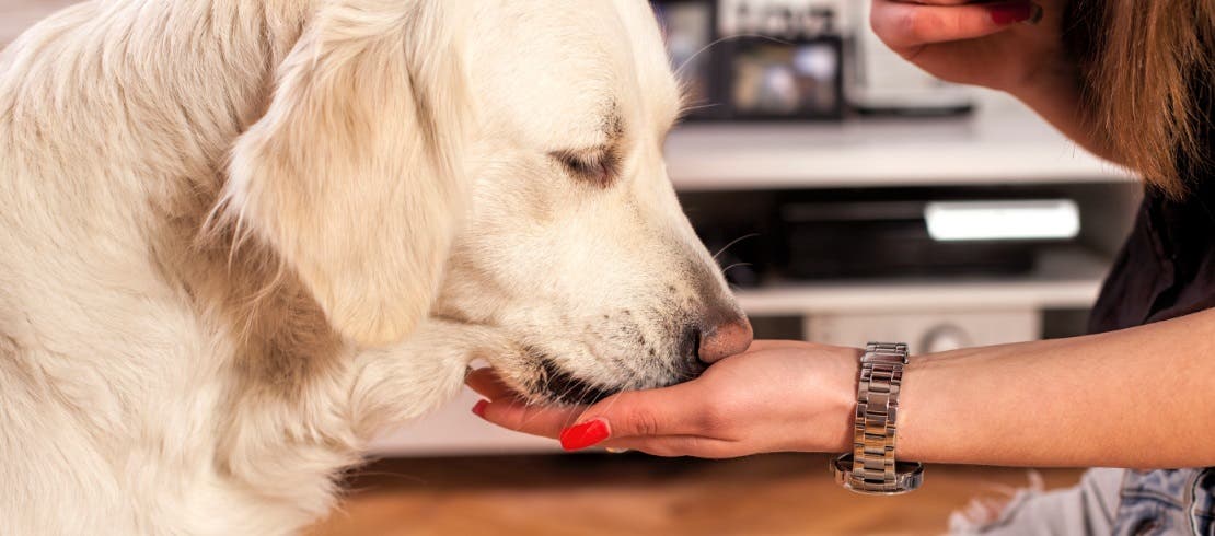 Dog enjoying a treat from its owner