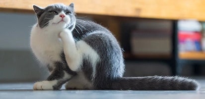 A gray tuxedo cat scratching itself indoors.