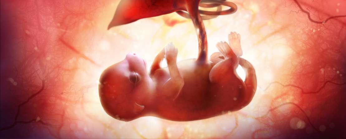 Échographie d’un fœtus de chien de 6 semaines in utero