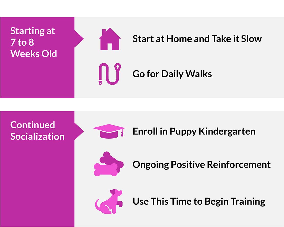 ALT : A 7-8-week-old puppy can go for daily walks, enroll in puppy kindergarten, begin training with positive reinforcement.
