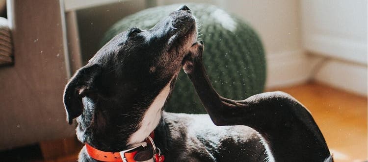 Dog sitting on carpet scratching its neck