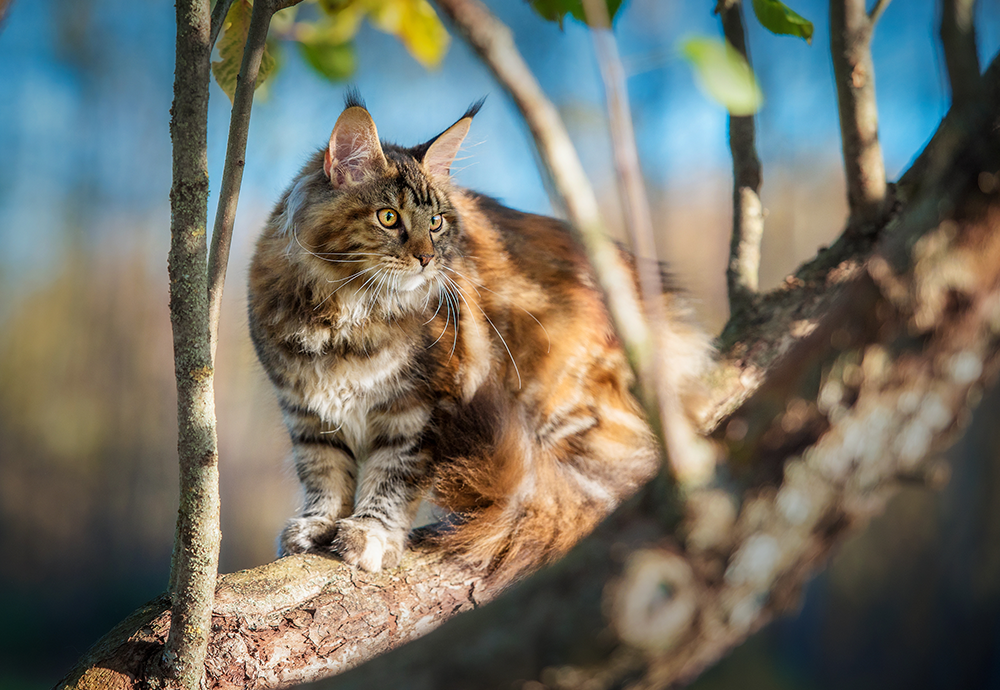 Hoofdafbeelding kat boom