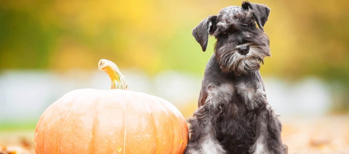 A black mini schnauzer sitting next to a pumpkin.