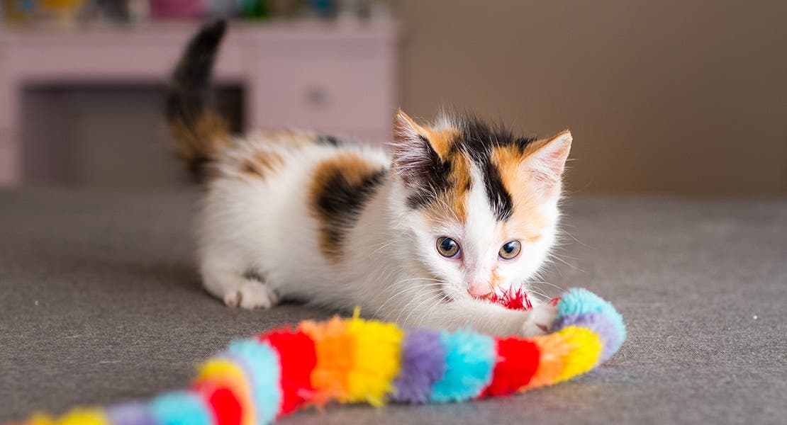 A kitten playing with a rainbow cat charmer toy.