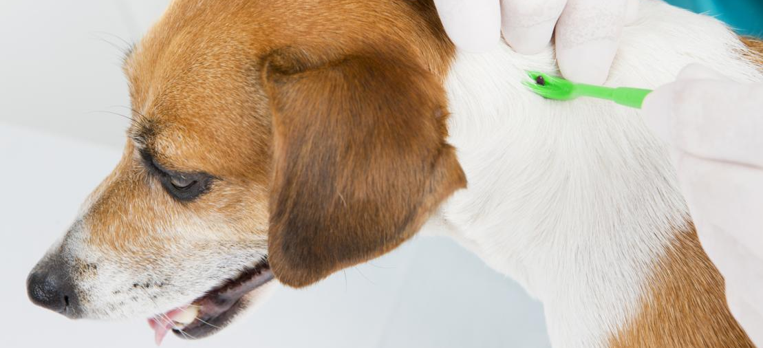 Chien se faisant enlever une tique par une personne avec un crochet à tiques