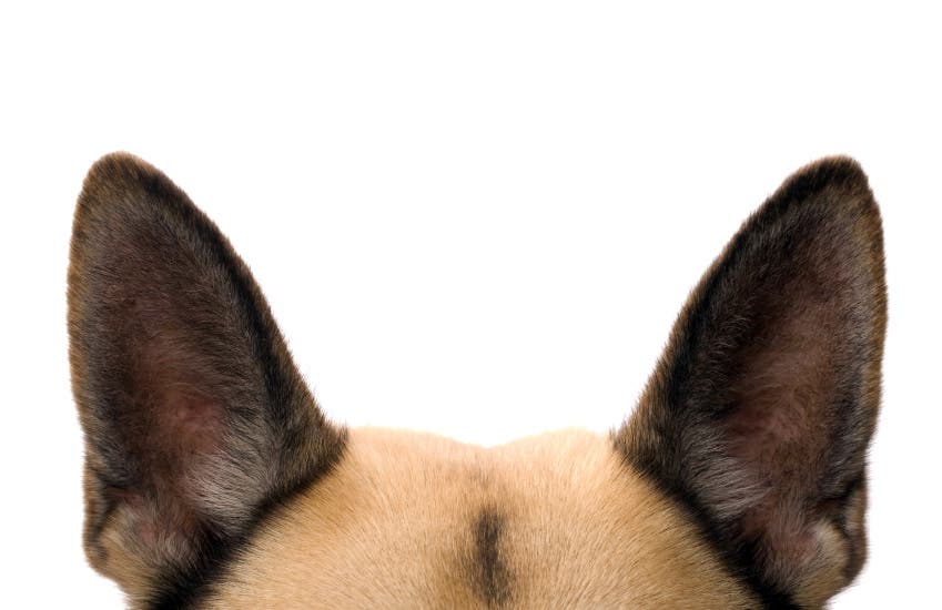 apenas as orelhas do cachorro e a parte de cima da cabeça