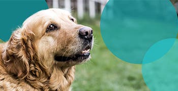 A happy, senior golden retriever sitting in the backyard. 