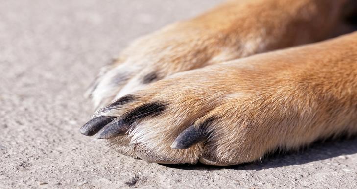 A close up of a dog’s nails