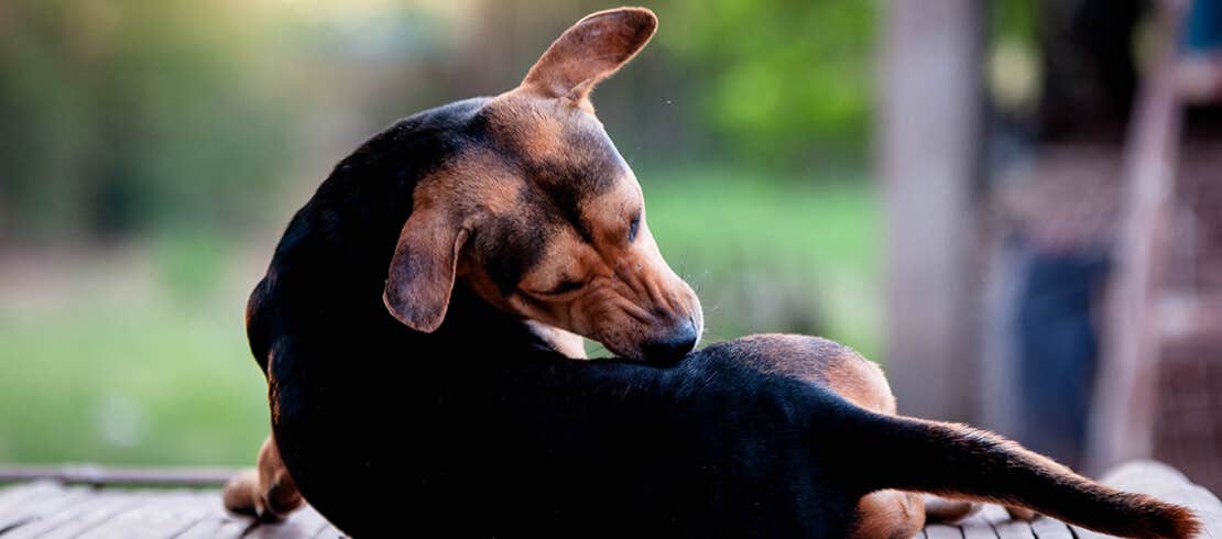 A dachshund biting its skin to itch its bottom on a porch