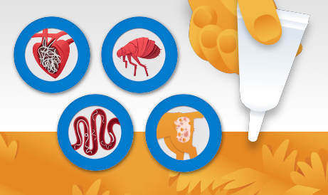 Flea, ear mites, heartworms and intestinal worms' icons with advantage multi topical solution