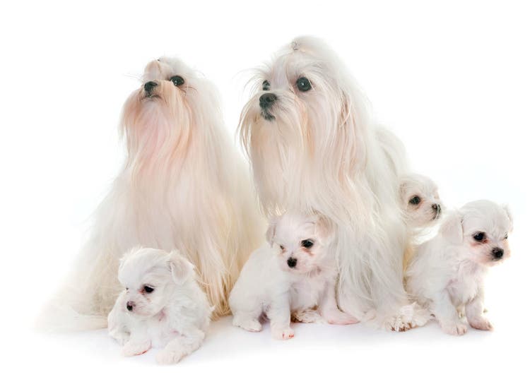 Cuidados bichon maltés