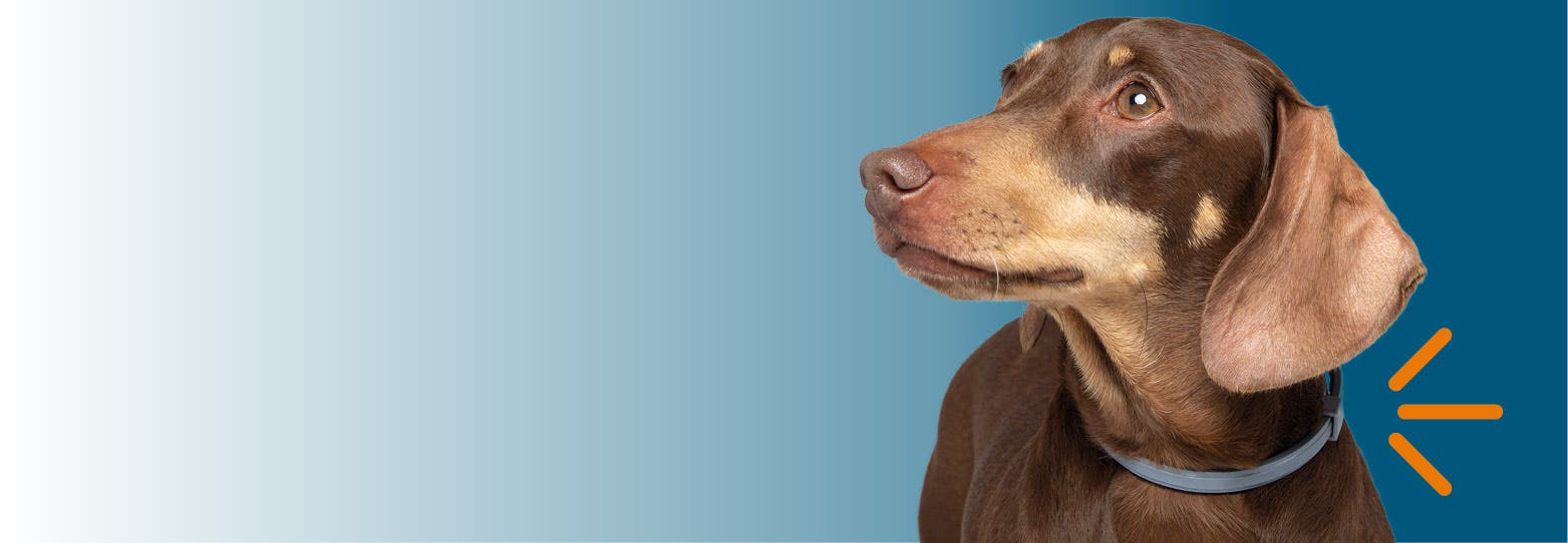 chien qui porte le collier seresto