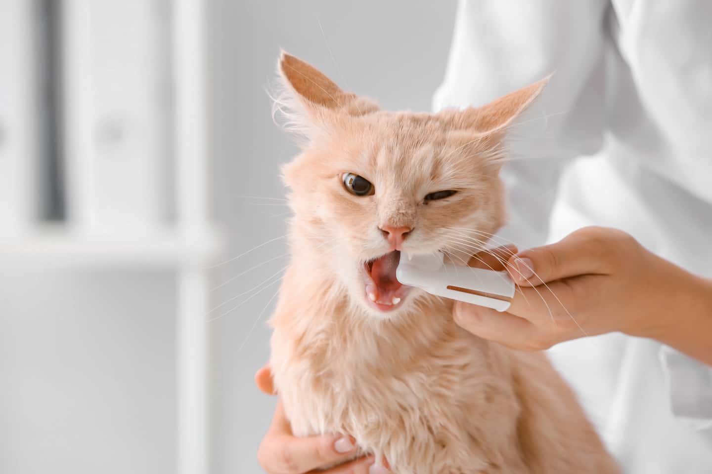 Mycie zębów u kota